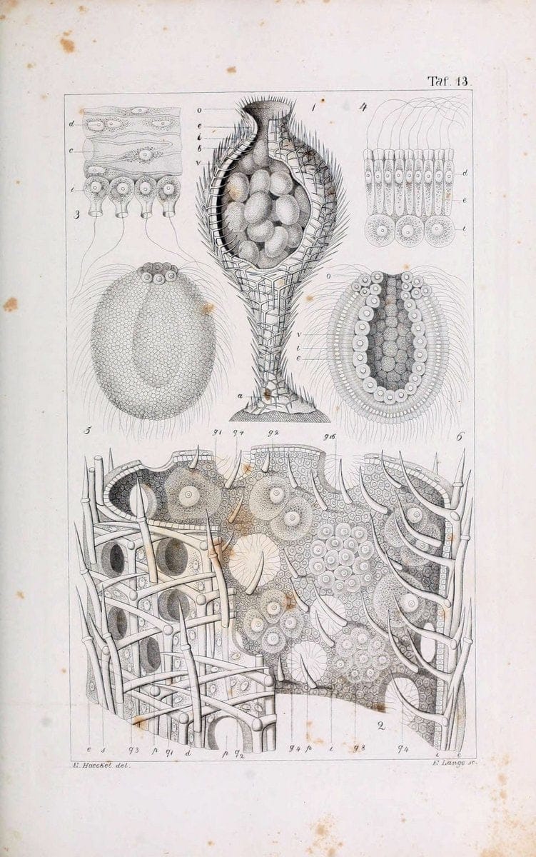 Die KalkschwÃ¤mme..Berlin,G. Reimer,1872.. |  | Vintage Print Reproduction 471710