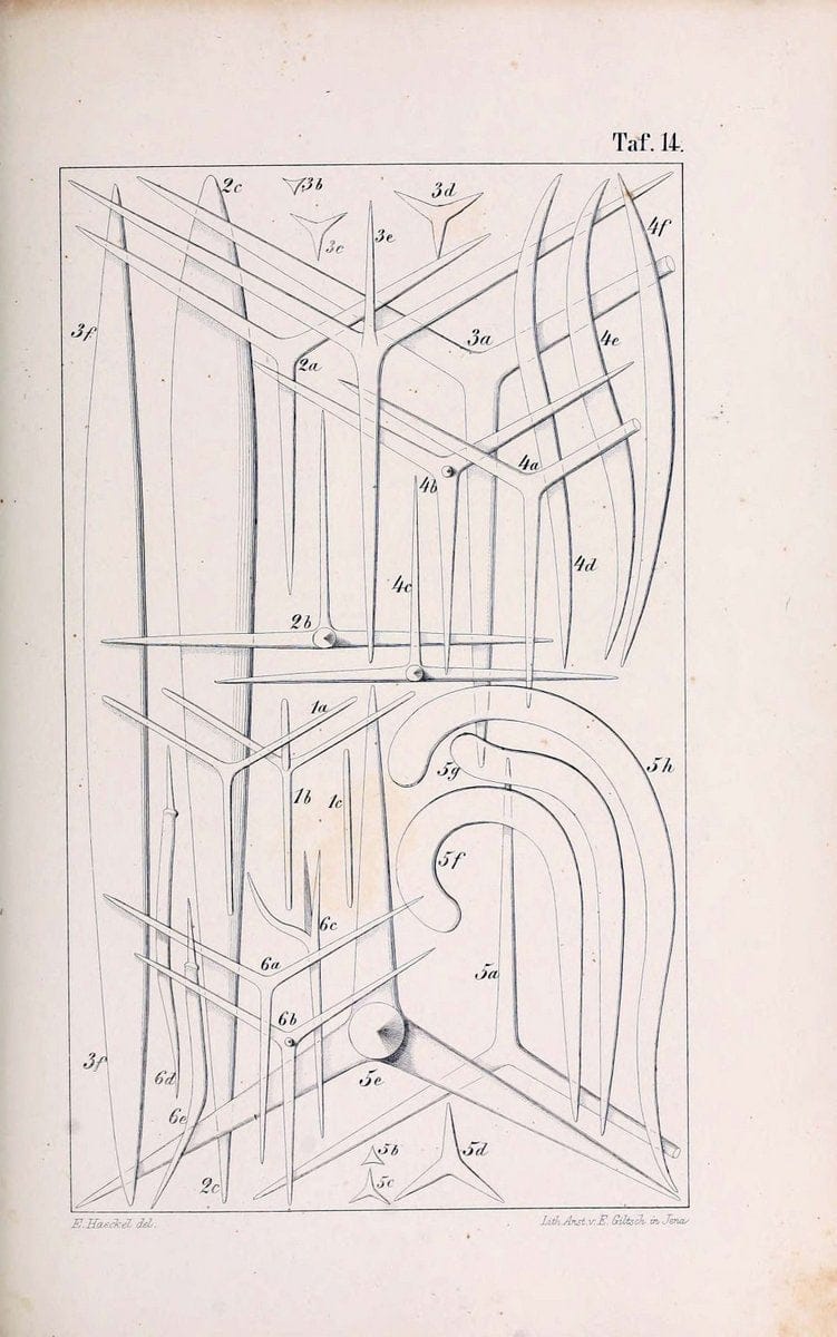 Die KalkschwÃ¤mme..Berlin,G. Reimer,1872.. |  | Vintage Print Reproduction 471711