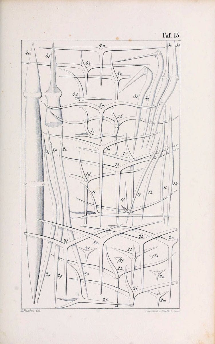 Die KalkschwÃ¤mme..Berlin,G. Reimer,1872.. |  | Vintage Print Reproduction 471712
