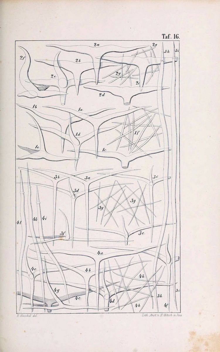 Die KalkschwÃ¤mme..Berlin,G. Reimer,1872.. |  | Vintage Print Reproduction 471713