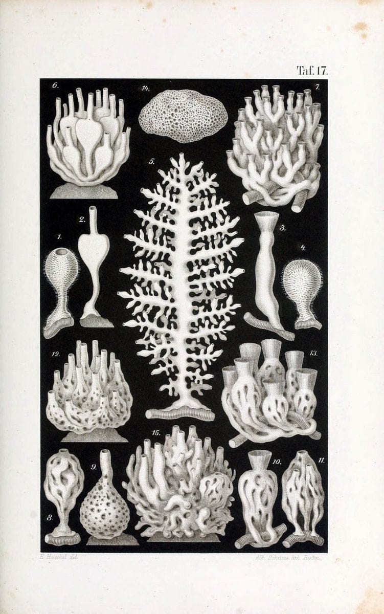 Die KalkschwÃ¤mme..Berlin,G. Reimer,1872.. |  | Vintage Print Reproduction 471714