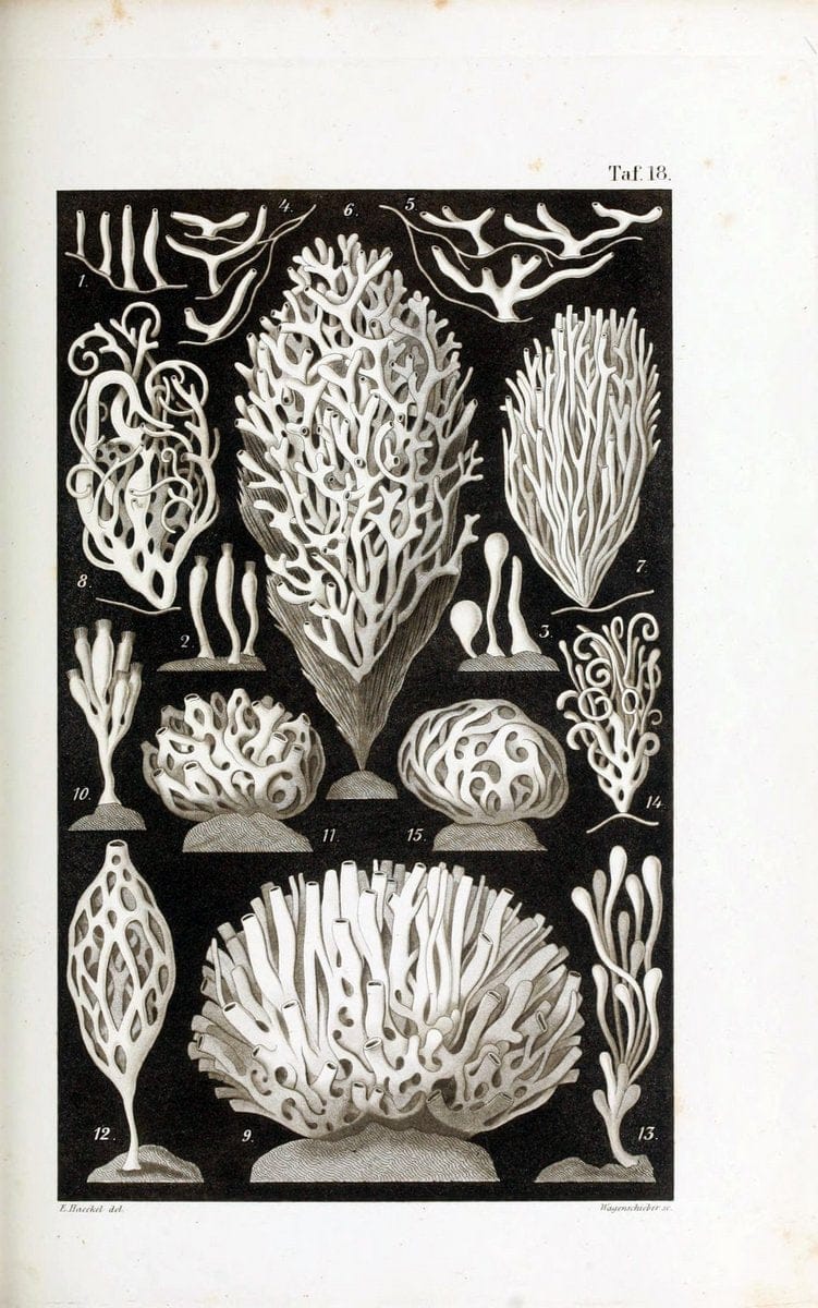 Die KalkschwÃ¤mme..Berlin,G. Reimer,1872.. |  | Vintage Print Reproduction 471715