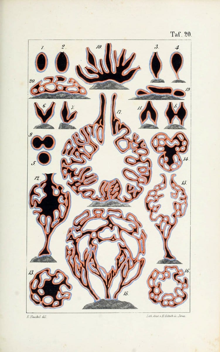 Die KalkschwÃ¤mme..Berlin,G. Reimer,1872.. |  | Vintage Print Reproduction 471717