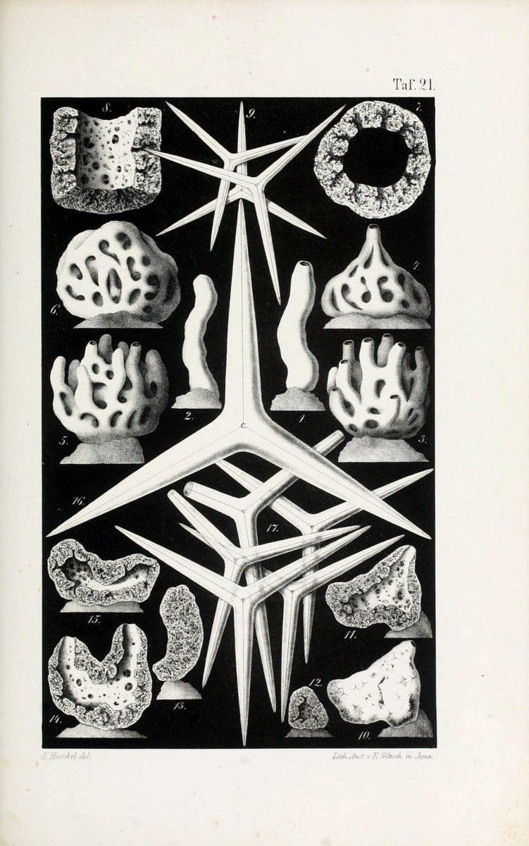 Die KalkschwÃ¤mme..Berlin,G. Reimer,1872.. |  | Vintage Print Reproduction 471718