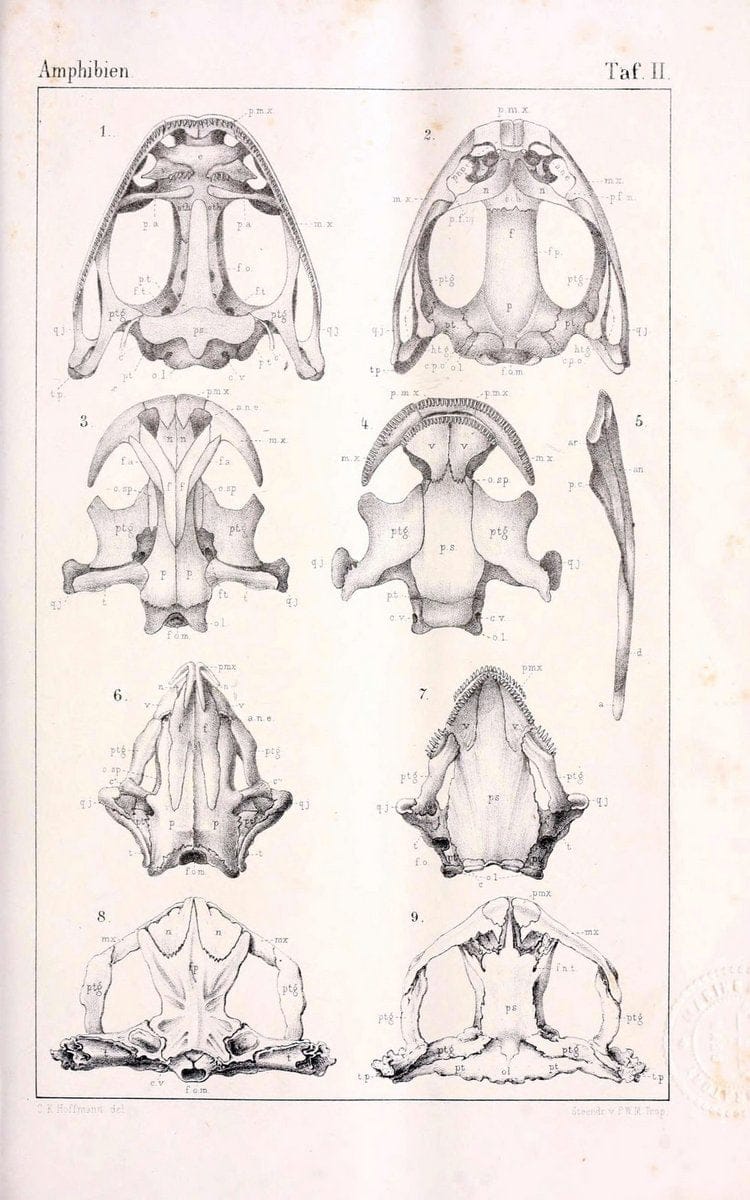 Die Klassen und Ordnungen des Thier-Reichs,.Leipzig :C.F. Winter,1859-1901.. |  | Vintage Print Reproduction 471719