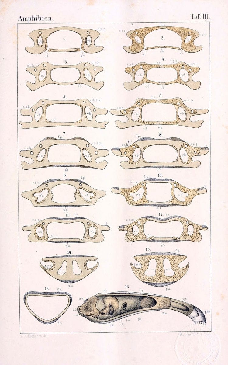 Die Klassen und Ordnungen des Thier-Reichs,.Leipzig :C.F. Winter,1859-1901.. |  | Vintage Print Reproduction 471720