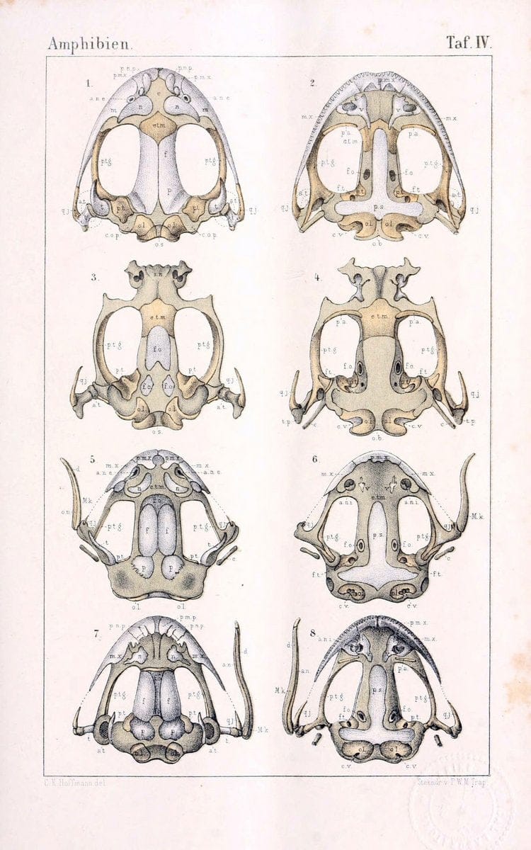 Die Klassen und Ordnungen des Thier-Reichs,.Leipzig :C.F. Winter,1859-1901.. |  | Vintage Print Reproduction 471721