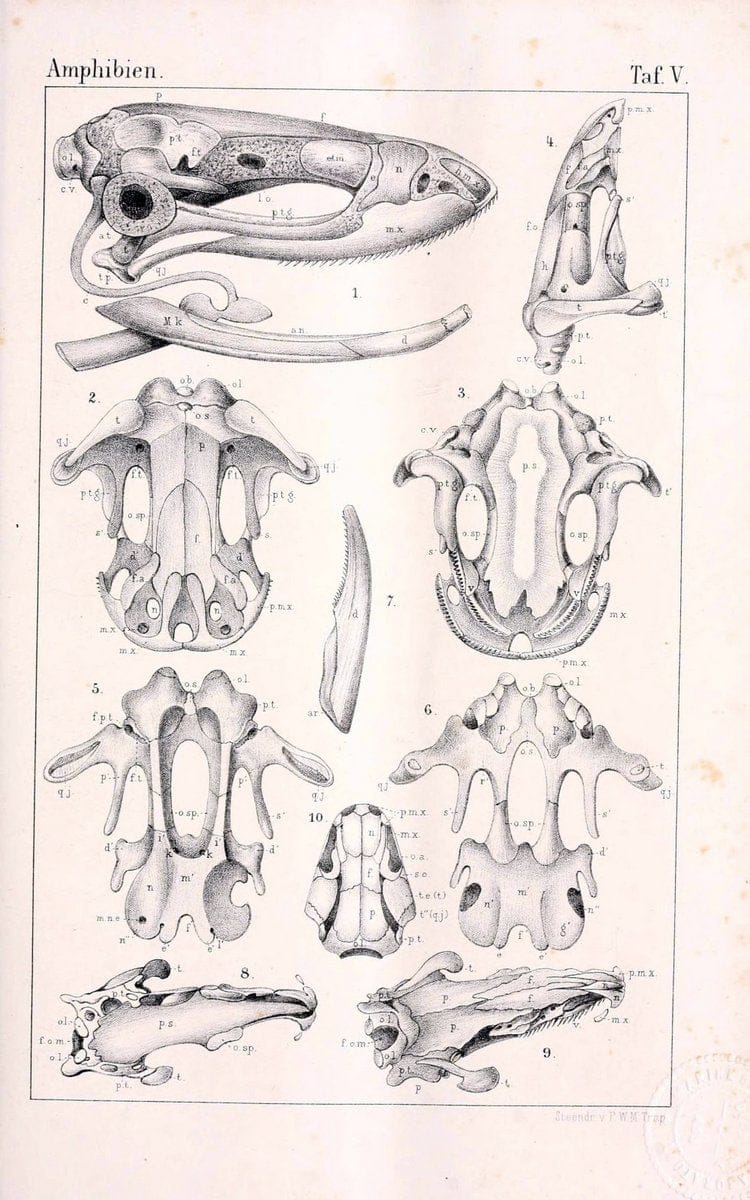 Die Klassen und Ordnungen des Thier-Reichs,.Leipzig :C.F. Winter,1859-1901.. |  | Vintage Print Reproduction 471722