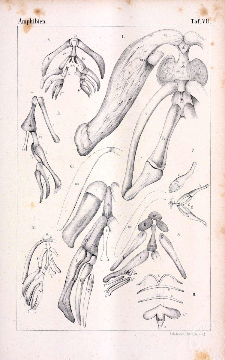 Die Klassen und Ordnungen des Thier-Reichs,.Leipzig :C.F. Winter,1859-1901.. |  | Vintage Print Reproduction 471724