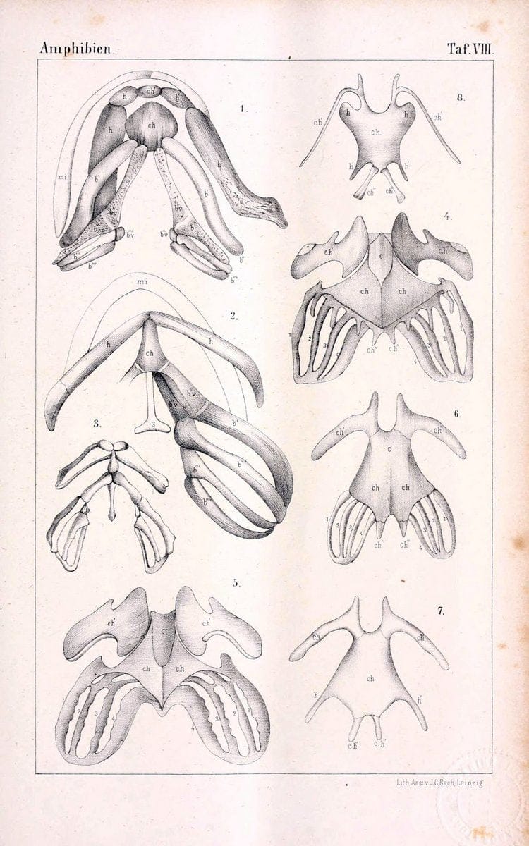 Die Klassen und Ordnungen des Thier-Reichs,.Leipzig :C.F. Winter,1859-1901.. |  | Vintage Print Reproduction 471725