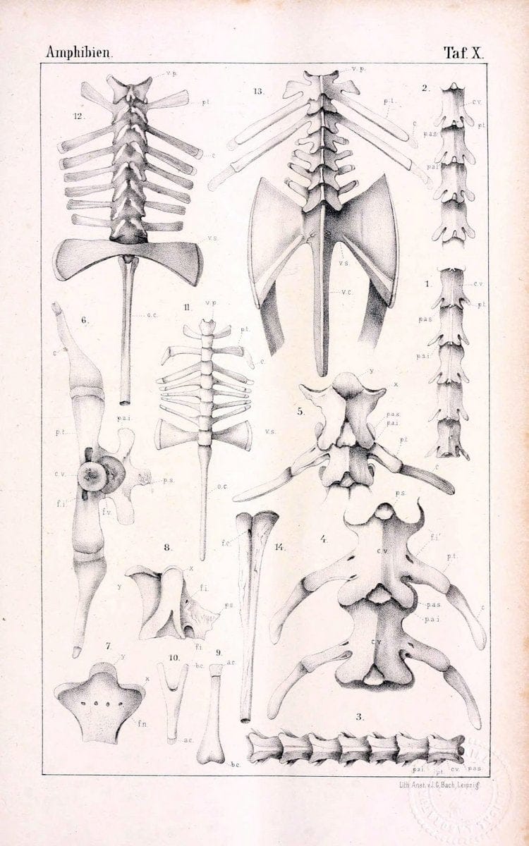 Die Klassen und Ordnungen des Thier-Reichs,.Leipzig :C.F. Winter,1859-1901.. |  | Vintage Print Reproduction 471727