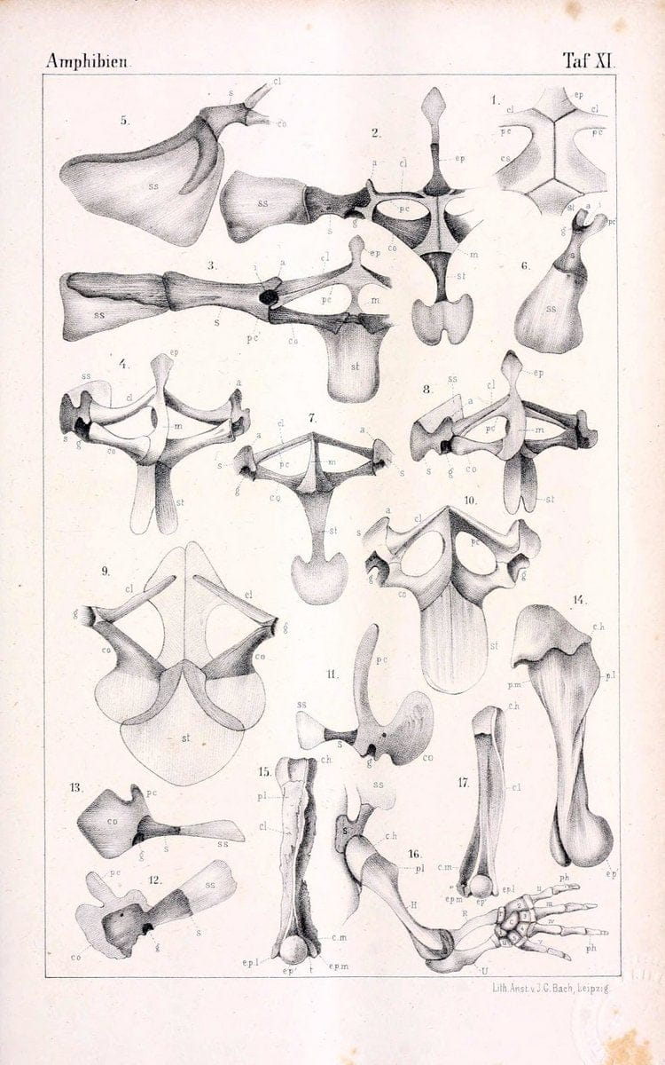 Die Klassen und Ordnungen des Thier-Reichs,.Leipzig :C.F. Winter,1859-1901.. |  | Vintage Print Reproduction 471728