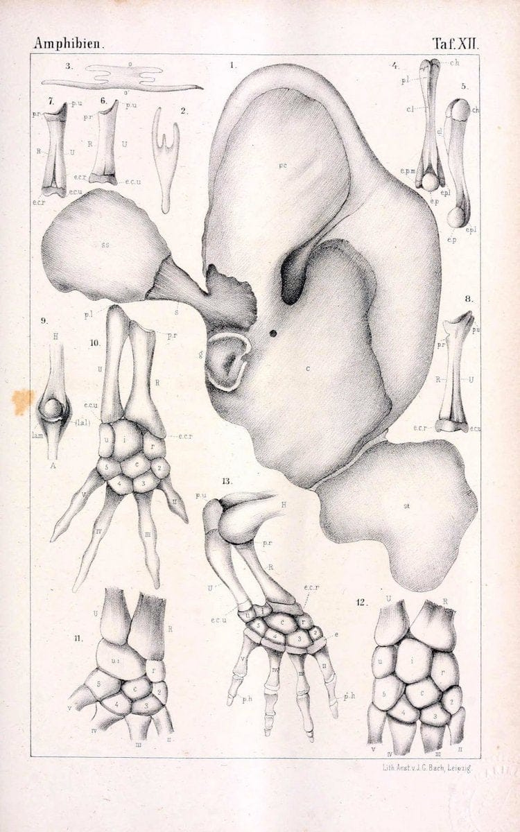 Die Klassen und Ordnungen des Thier-Reichs,.Leipzig :C.F. Winter,1859-1901.. |  | Vintage Print Reproduction 471729