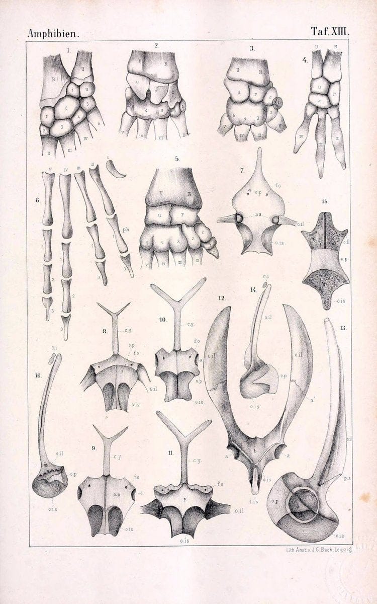 Die Klassen und Ordnungen des Thier-Reichs,.Leipzig :C.F. Winter,1859-1901.. |  | Vintage Print Reproduction 471730