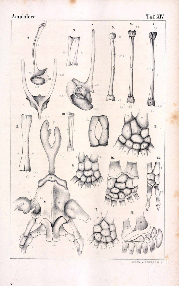 Die Klassen und Ordnungen des Thier-Reichs,.Leipzig :C.F. Winter,1859-1901.. |  | Vintage Print Reproduction 471731