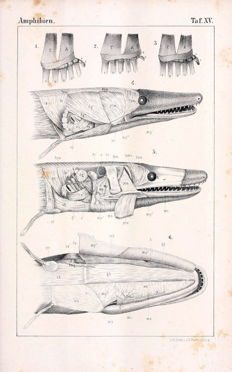 Die Klassen und Ordnungen des Thier-Reichs,.Leipzig :C.F. Winter,1859-1901.. |  | Vintage Print Reproduction 471732