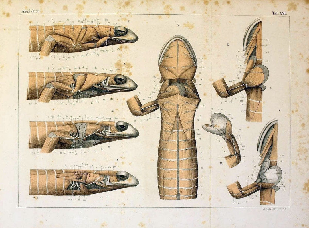 Die Klassen und Ordnungen des Thier-Reichs,.Leipzig :C.F. Winter,1859-1901.. |  | Vintage Print Reproduction 471733