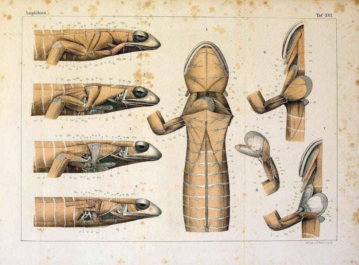 Die Klassen und Ordnungen des Thier-Reichs,.Leipzig :C.F. Winter,1859-1901.. |  | Vintage Print Reproduction 471733