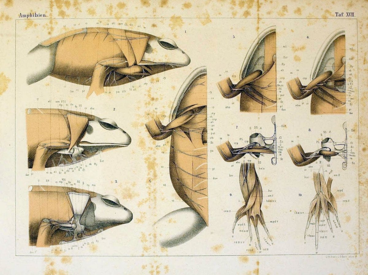 Die Klassen und Ordnungen des Thier-Reichs,.Leipzig :C.F. Winter,1859-1901.. |  | Vintage Print Reproduction 471734