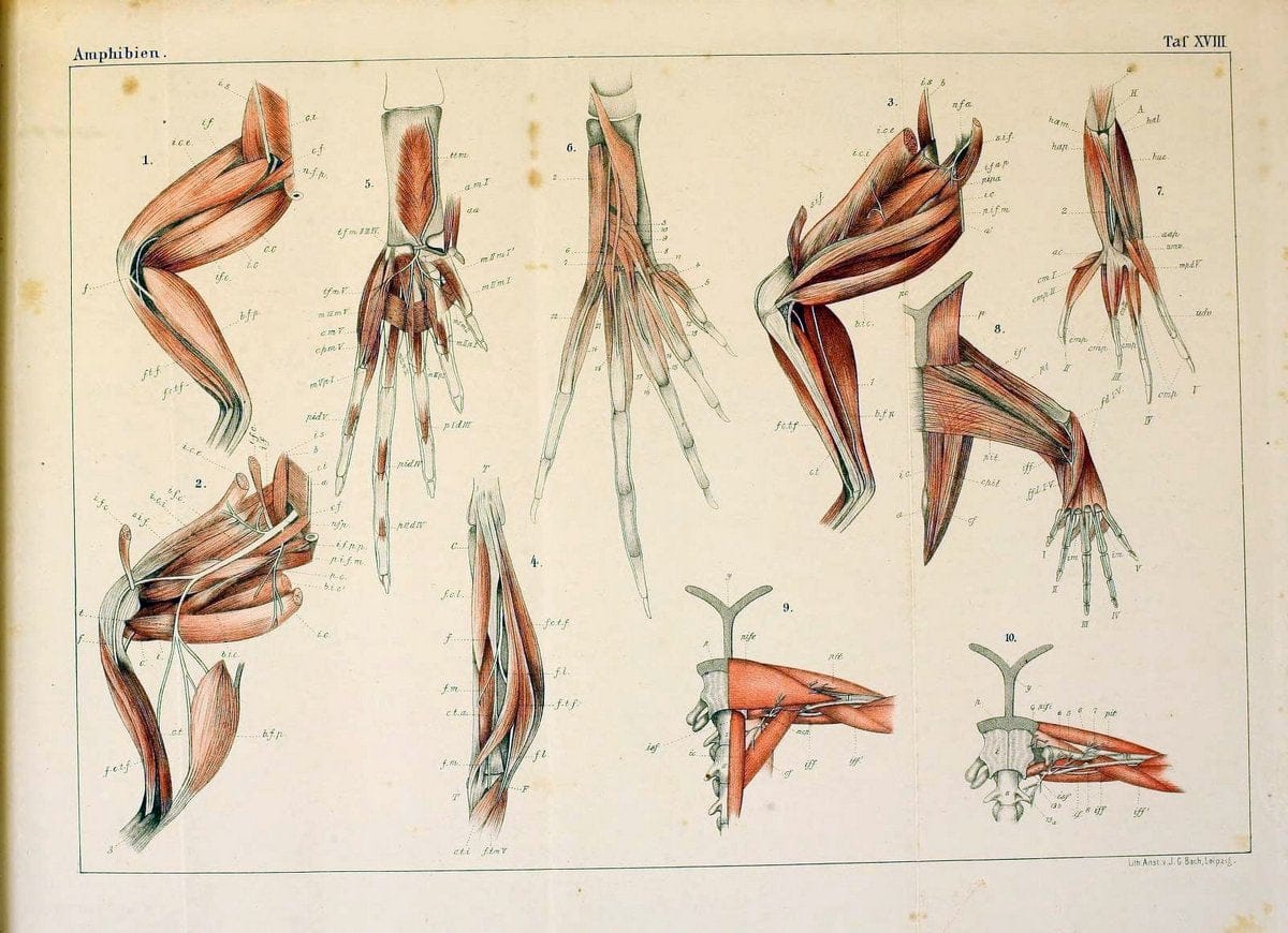 Die Klassen und Ordnungen des Thier-Reichs,.Leipzig :C.F. Winter,1859-1901.. |  | Vintage Print Reproduction 471735