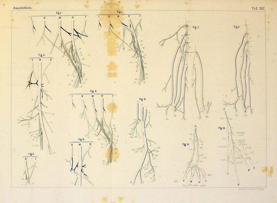 Die Klassen und Ordnungen des Thier-Reichs,.Leipzig :C.F. Winter,1859-1901.. |  | Vintage Print Reproduction 471736
