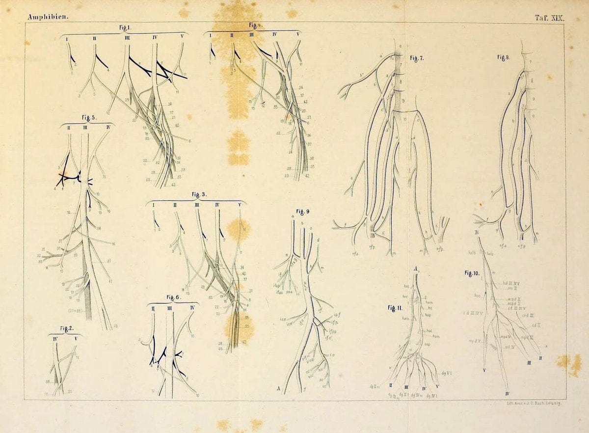 Die Klassen und Ordnungen des Thier-Reichs,.Leipzig :C.F. Winter,1859-1901.. |  | Vintage Print Reproduction 471736