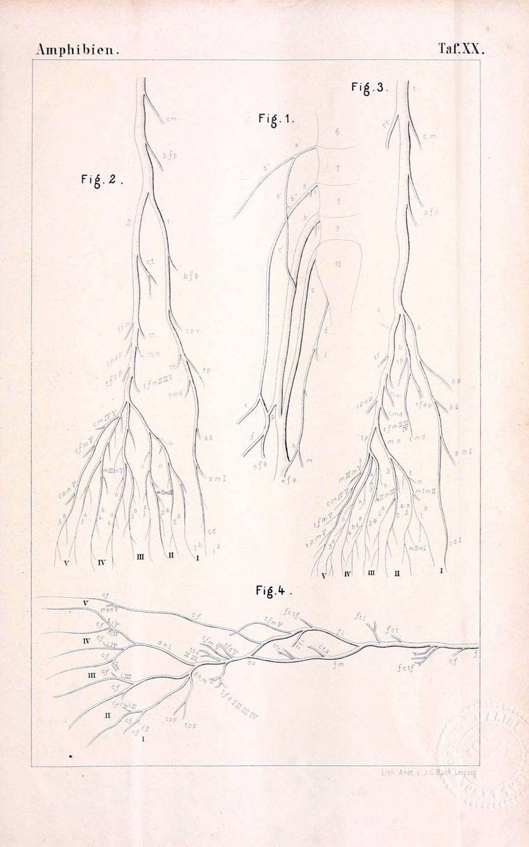 Die Klassen und Ordnungen des Thier-Reichs,.Leipzig :C.F. Winter,1859-1901.. |  | Vintage Print Reproduction 471737