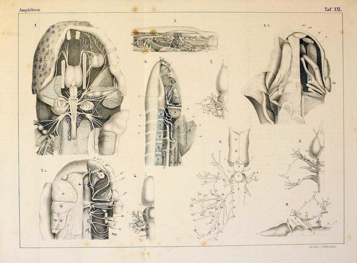 Die Klassen und Ordnungen des Thier-Reichs,.Leipzig :C.F. Winter,1859-1901.. |  | Vintage Print Reproduction 471738