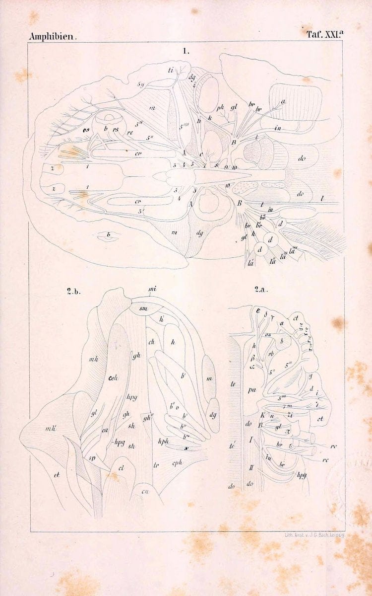 Die Klassen und Ordnungen des Thier-Reichs,.Leipzig :C.F. Winter,1859-1901.. |  | Vintage Print Reproduction 471739