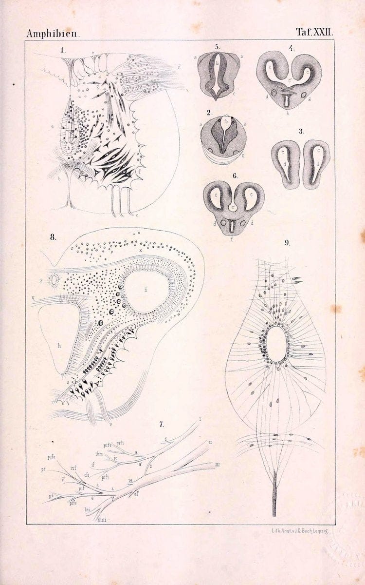 Die Klassen und Ordnungen des Thier-Reichs,.Leipzig :C.F. Winter,1859-1901.. |  | Vintage Print Reproduction 471740