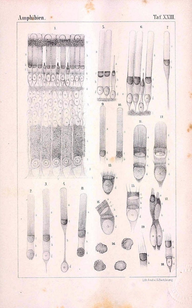 Die Klassen und Ordnungen des Thier-Reichs,.Leipzig :C.F. Winter,1859-1901.. |  | Vintage Print Reproduction 471741