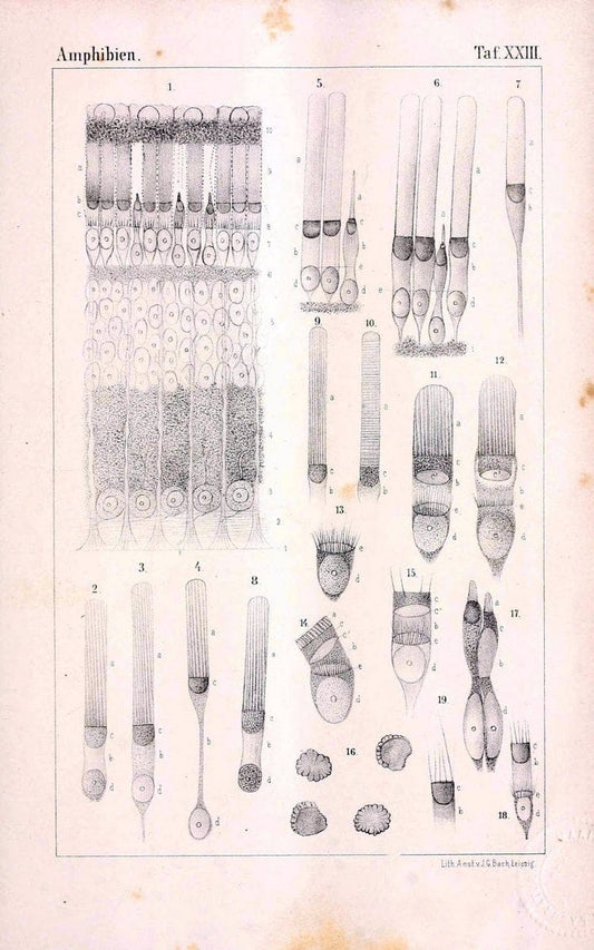 Die Klassen und Ordnungen des Thier-Reichs,.Leipzig :C.F. Winter,1859-1901.. |  | Vintage Print Reproduction 471741