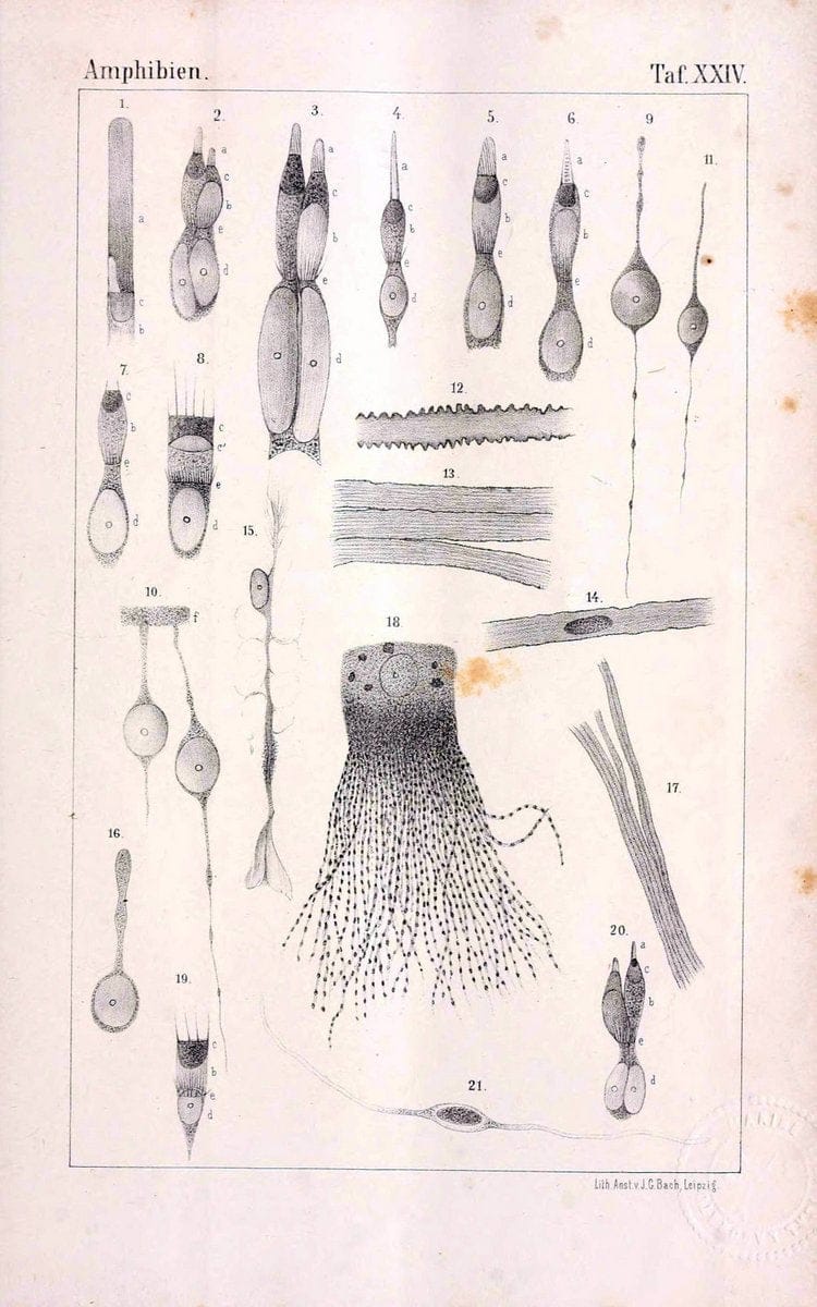 Die Klassen und Ordnungen des Thier-Reichs,.Leipzig :C.F. Winter,1859-1901.. |  | Vintage Print Reproduction 471742