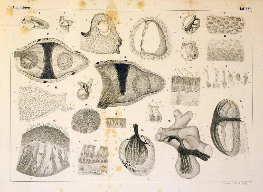 Die Klassen und Ordnungen des Thier-Reichs,.Leipzig :C.F. Winter,1859-1901.. |  | Vintage Print Reproduction 471743