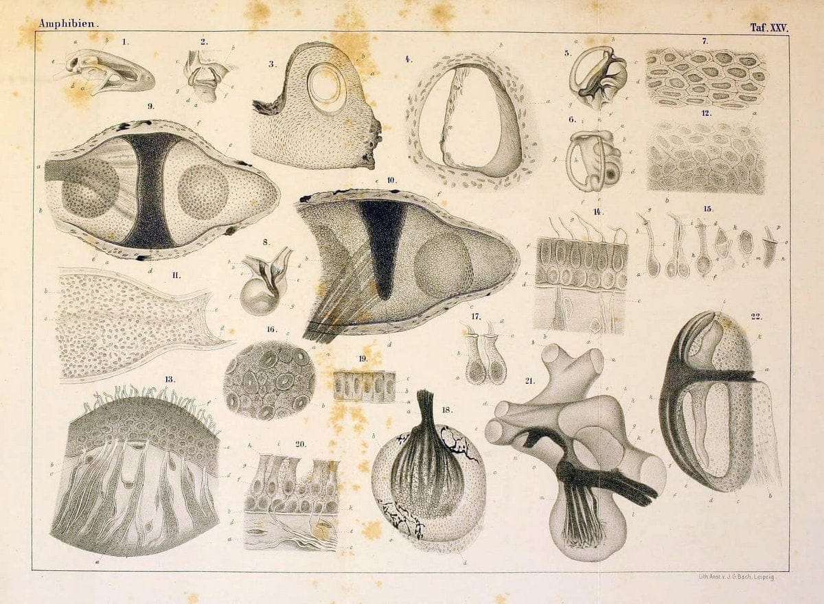 Die Klassen und Ordnungen des Thier-Reichs,.Leipzig :C.F. Winter,1859-1901.. |  | Vintage Print Reproduction 471743