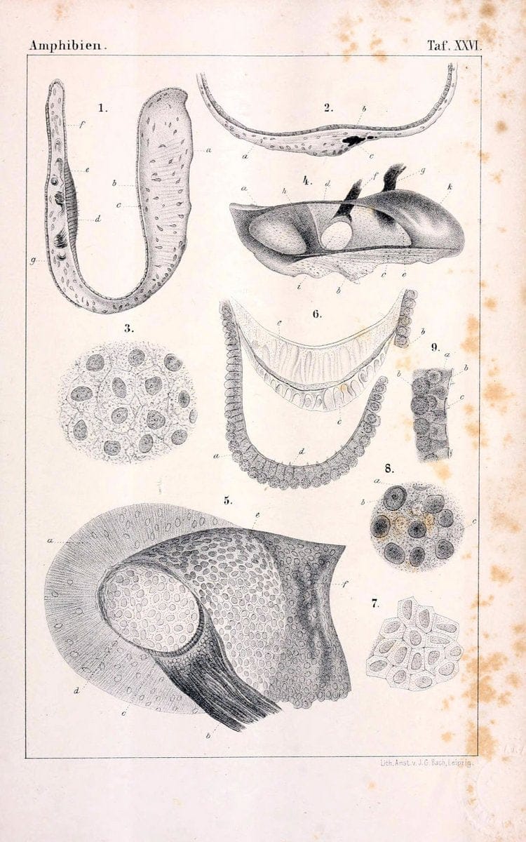 Die Klassen und Ordnungen des Thier-Reichs,.Leipzig :C.F. Winter,1859-1901.. |  | Vintage Print Reproduction 471744
