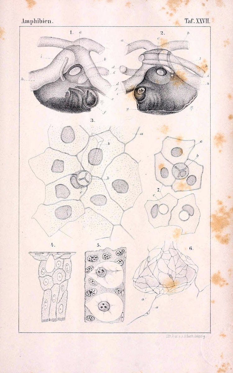 Die Klassen und Ordnungen des Thier-Reichs,.Leipzig :C.F. Winter,1859-1901.. |  | Vintage Print Reproduction 471745