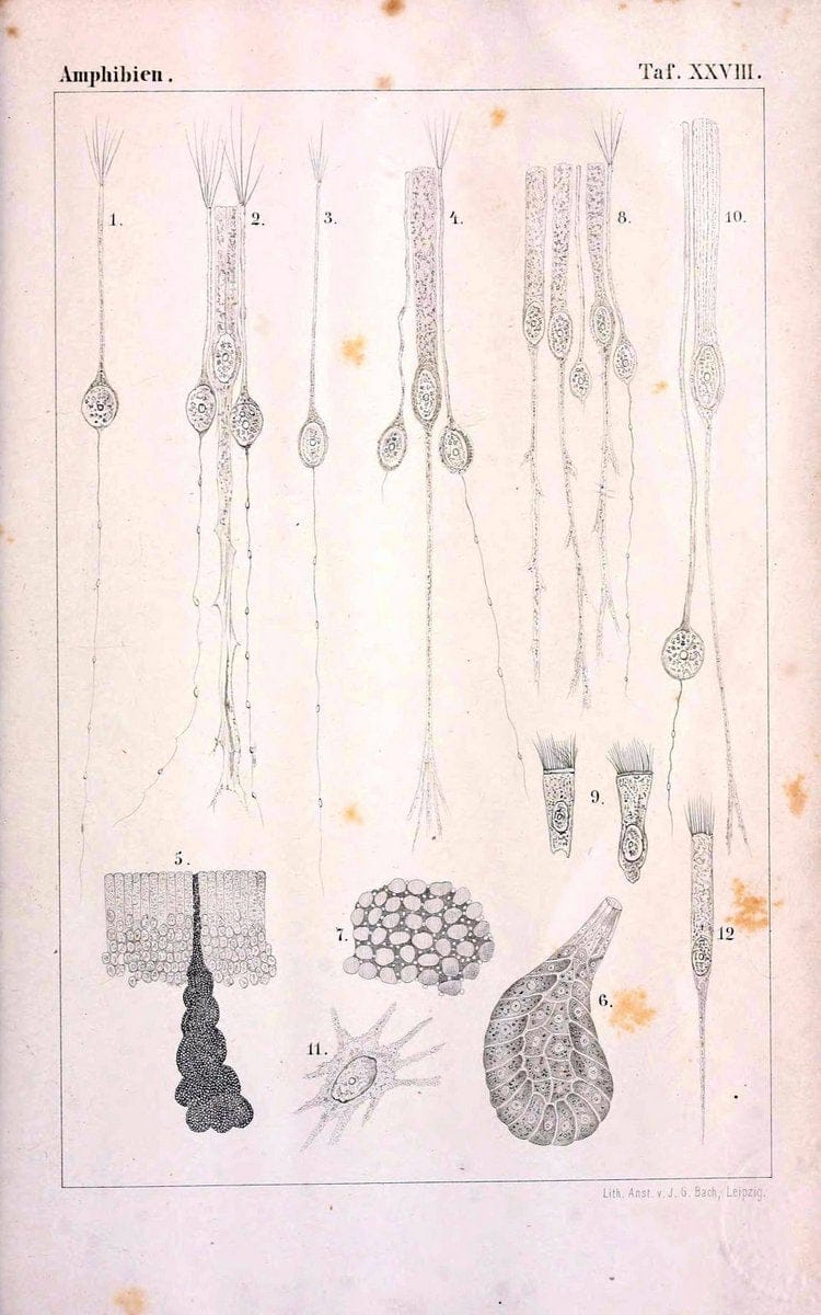 Die Klassen und Ordnungen des Thier-Reichs,.Leipzig :C.F. Winter,1859-1901.. |  | Vintage Print Reproduction 471746