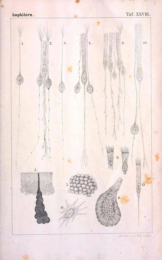 Die Klassen und Ordnungen des Thier-Reichs,.Leipzig :C.F. Winter,1859-1901.. |  | Vintage Print Reproduction 471746