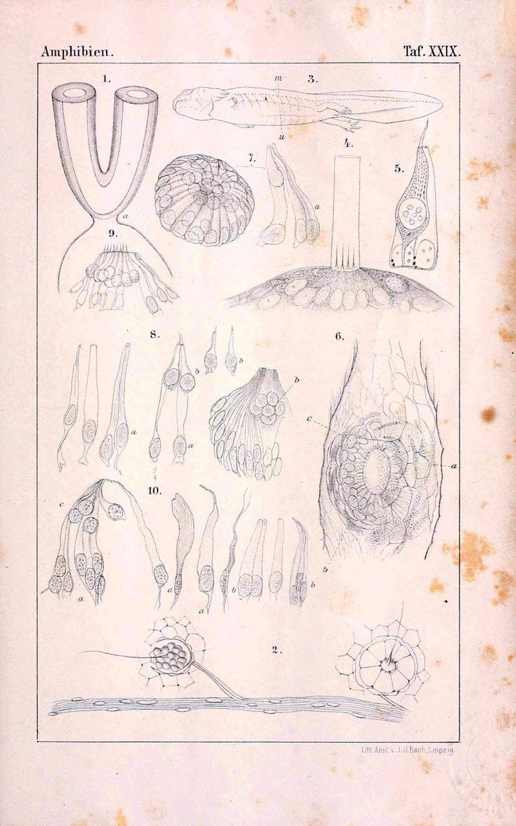 Die Klassen und Ordnungen des Thier-Reichs,.Leipzig :C.F. Winter,1859-1901.. |  | Vintage Print Reproduction 471747