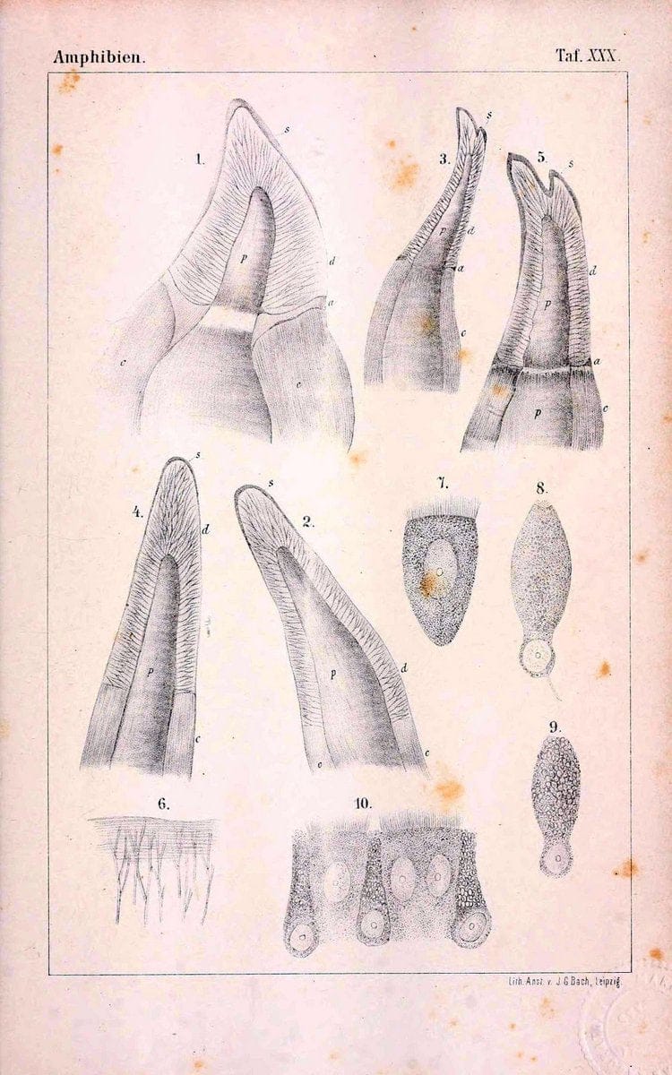 Die Klassen und Ordnungen des Thier-Reichs,.Leipzig :C.F. Winter,1859-1901.. |  | Vintage Print Reproduction 471748
