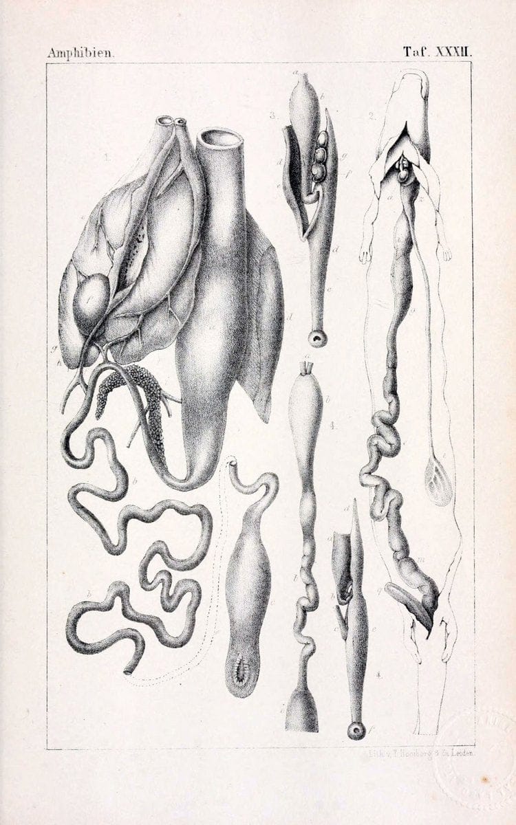Die Klassen und Ordnungen des Thier-Reichs,.Leipzig :C.F. Winter,1859-1901.. |  | Vintage Print Reproduction 471750