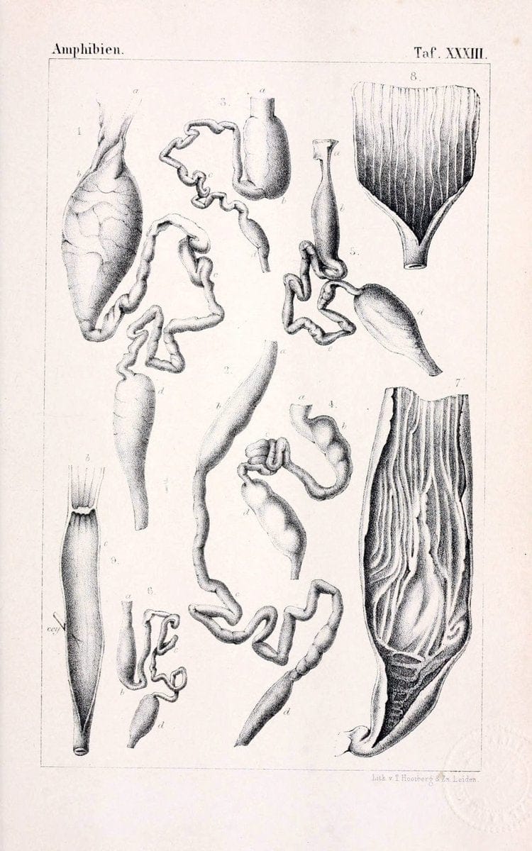 Die Klassen und Ordnungen des Thier-Reichs,.Leipzig :C.F. Winter,1859-1901.. |  | Vintage Print Reproduction 471751