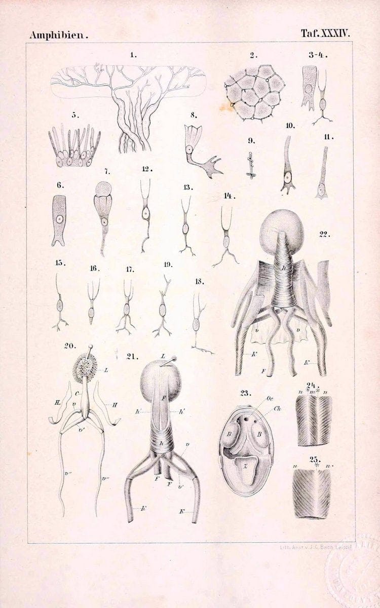 Die Klassen und Ordnungen des Thier-Reichs,.Leipzig :C.F. Winter,1859-1901.. |  | Vintage Print Reproduction 471752