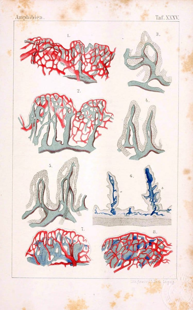 Die Klassen und Ordnungen des Thier-Reichs,.Leipzig :C.F. Winter,1859-1901.. |  | Vintage Print Reproduction 471753