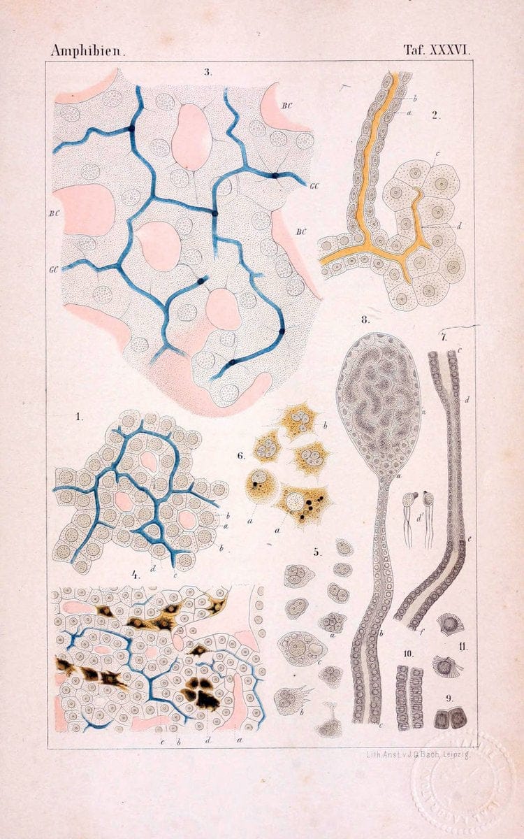 Die Klassen und Ordnungen des Thier-Reichs,.Leipzig :C.F. Winter,1859-1901.. |  | Vintage Print Reproduction 471754