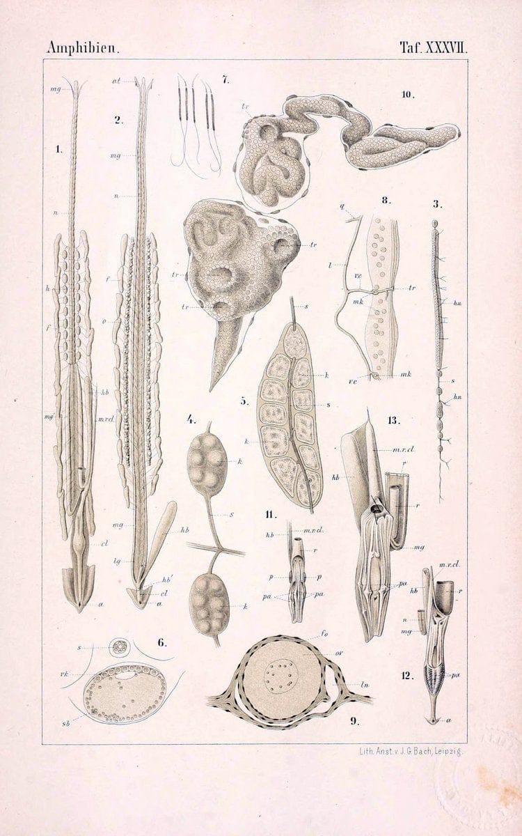Die Klassen und Ordnungen des Thier-Reichs,.Leipzig :C.F. Winter,1859-1901.. |  | Vintage Print Reproduction 471755