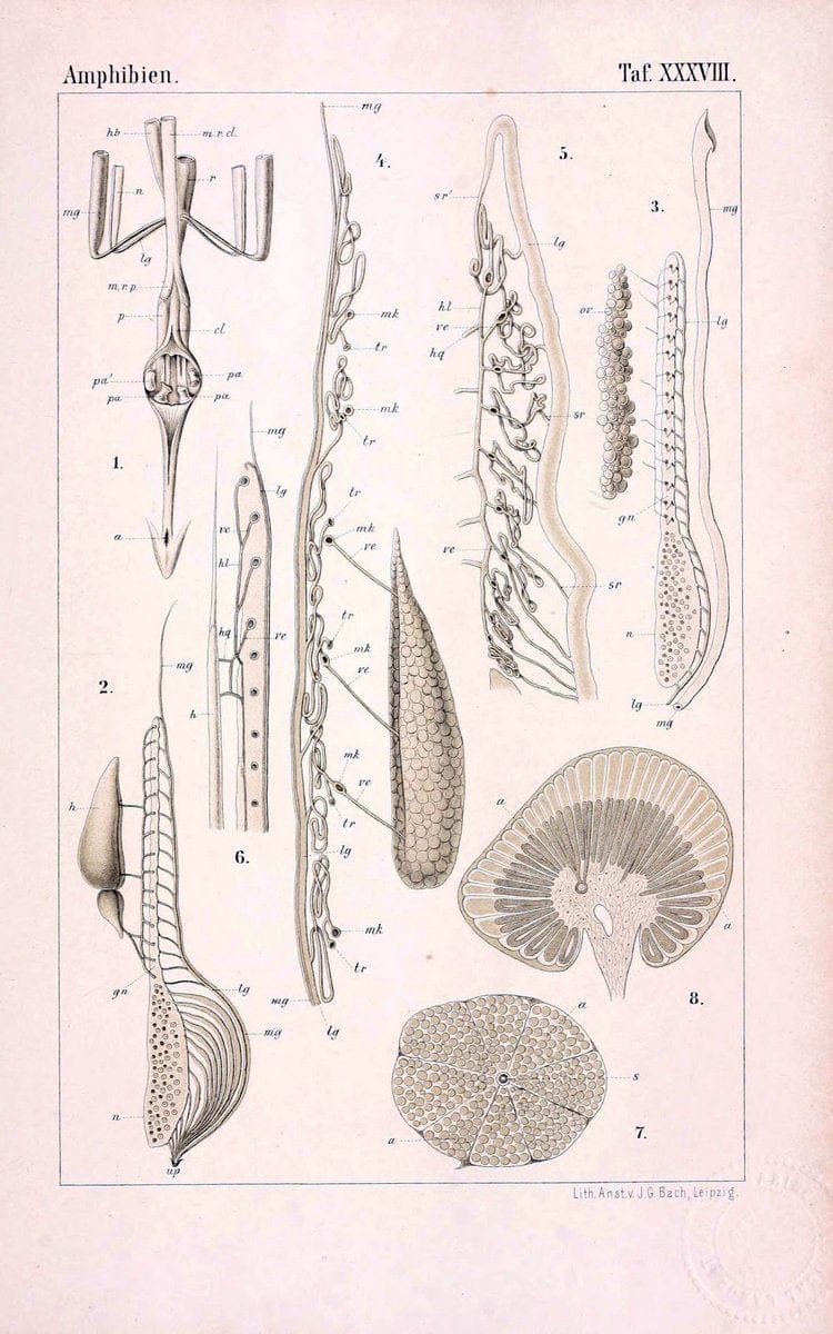 Die Klassen und Ordnungen des Thier-Reichs,.Leipzig :C.F. Winter,1859-1901.. |  | Vintage Print Reproduction 471756