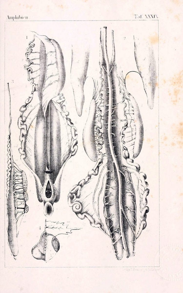 Die Klassen und Ordnungen des Thier-Reichs,.Leipzig :C.F. Winter,1859-1901.. |  | Vintage Print Reproduction 471757