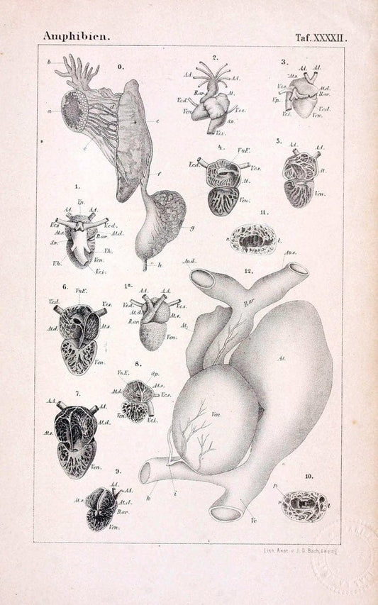 Die Klassen und Ordnungen des Thier-Reichs,.Leipzig :C.F. Winter,1859-1901.. |  | Vintage Print Reproduction 471760